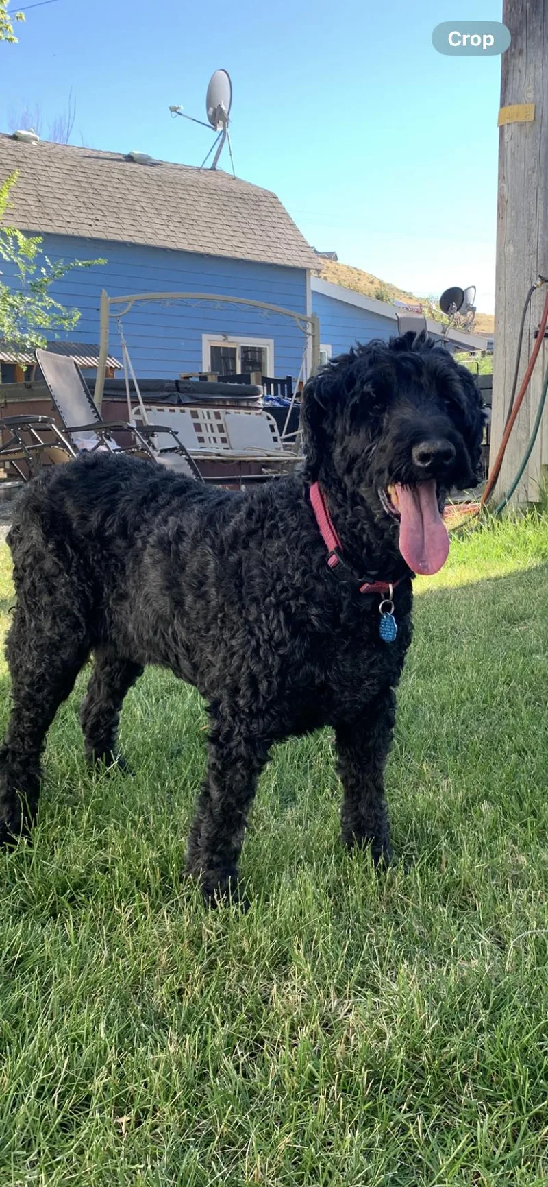 A senior medium-sized female Black Poodle dog named Loki for adoption in Selah, WA