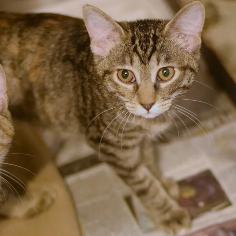 A baby small-sized female Torbie Domestic Short Hair cat named Chicken Salad Chick for adoption in Belleville, IL