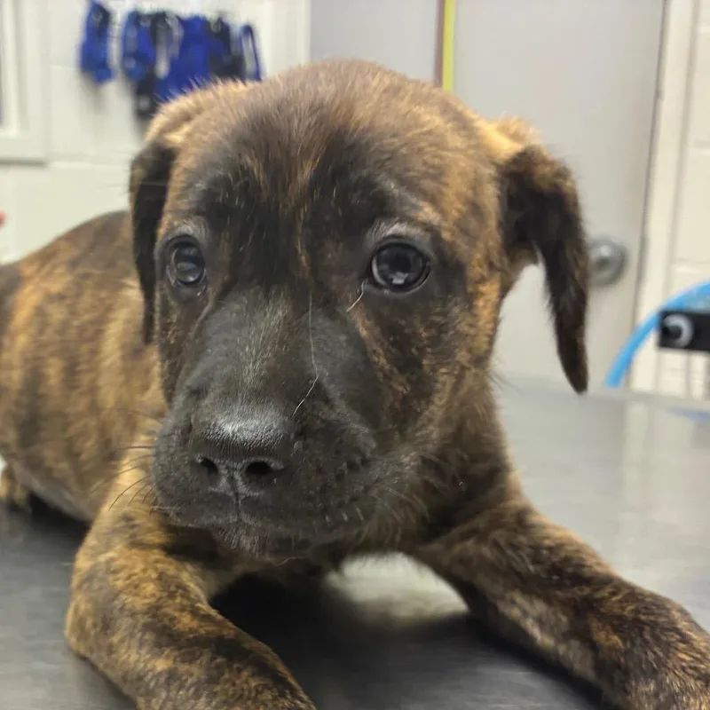 A baby small-sized female Brindle Terrier dog named Glitter for adoption in Corpus Christi, TX