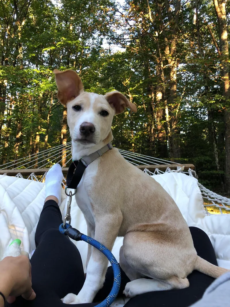 A baby large-sized female Labrador Retriever dog named Vanilla Swirl for adoption in Portland, ME