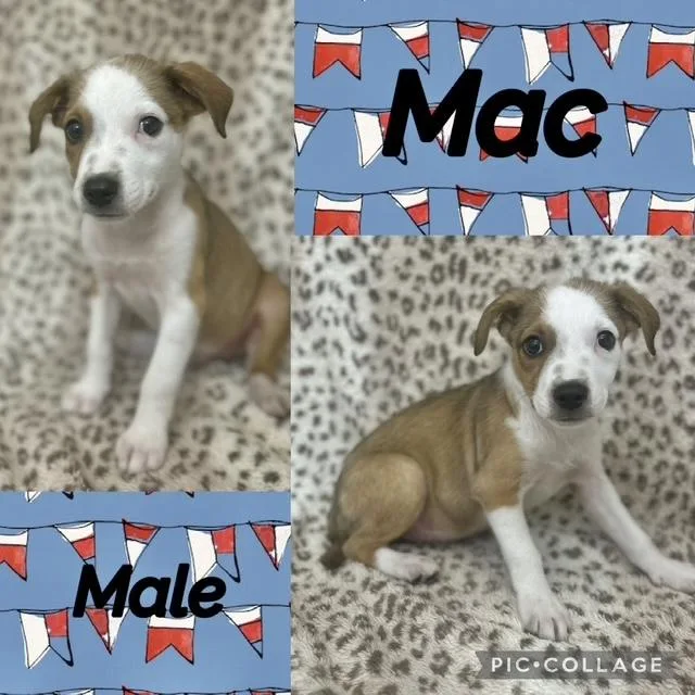 Mac