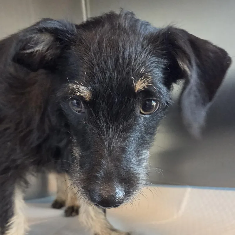 A young small-sized male Yellow / Tan / Blond / Fawn Mixed Breed dog named Lee for adoption in Leander, TX