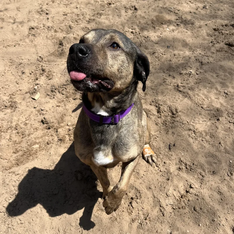 An adult medium-sized male Brindle Boxer dog named Moki for adoption in Manistique, MI