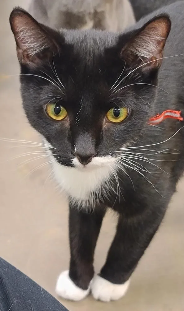 A baby medium-sized male Black & White / Tuxedo Domestic Short Hair cat named Sprinkles for adoption in Cary, NC