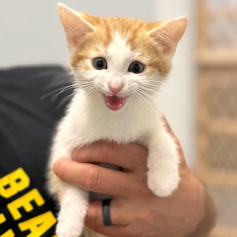 A baby medium-sized male Tabby (Orange / Red) Domestic Short Hair cat named Ivan for adoption in Wilmington, OH