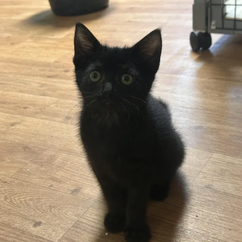 Clawdette
