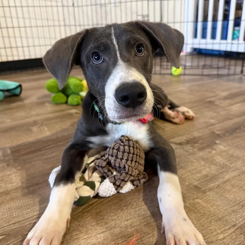 A baby small-sized male Mixed Breed dog named Blaze for adoption in Parker, CO