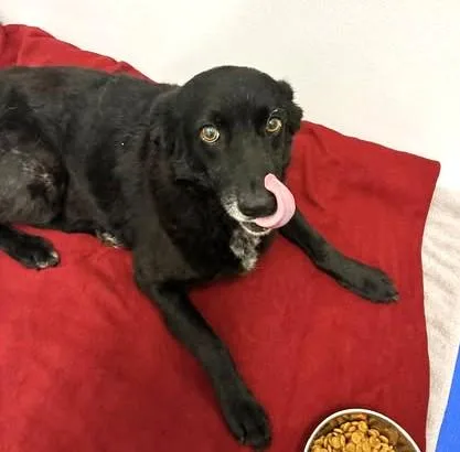 A senior medium-sized female Retriever dog named Madam Sadie for adoption in Palatine, IL