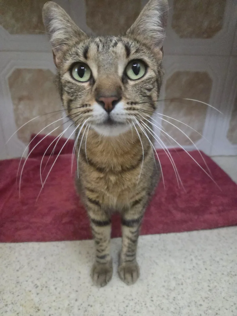 A young medium-sized female Tabby (Brown / Chocolate) Domestic Short Hair cat named Tabster for adoption in Wellesley, MA