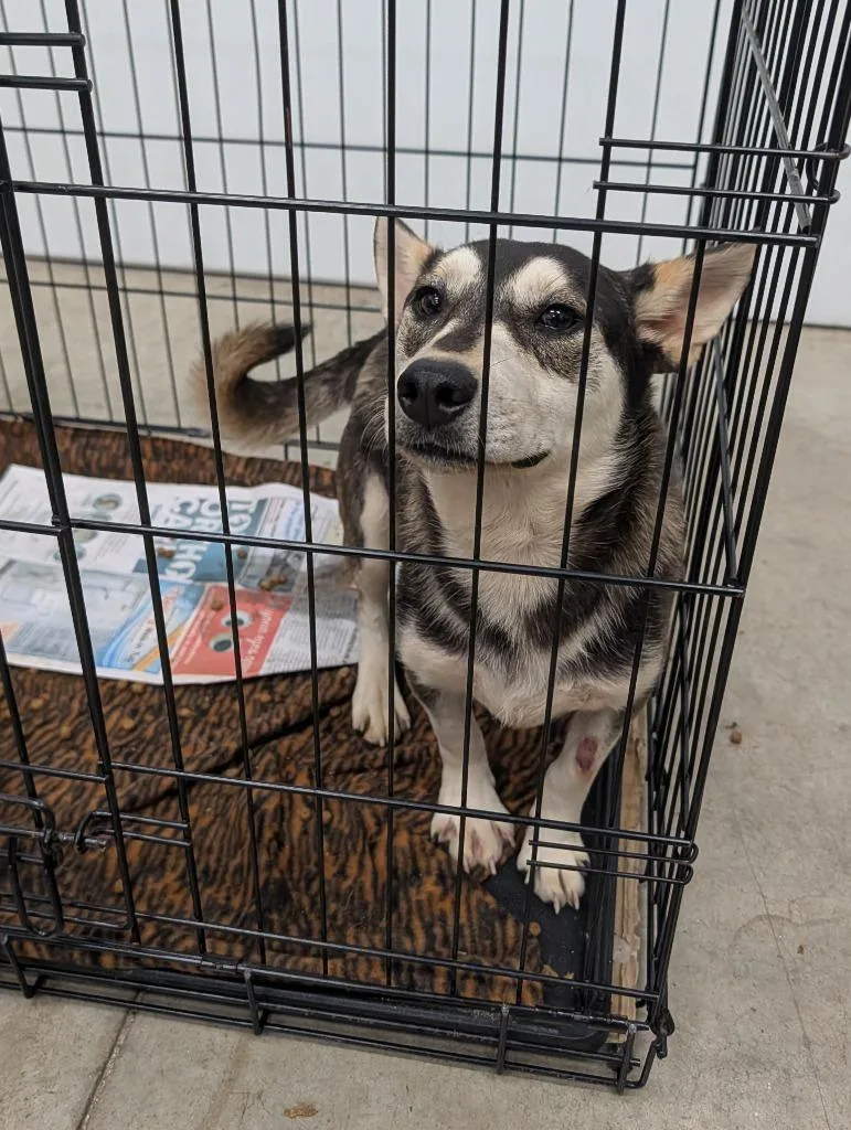 A young small-sized male Corgi dog named Bongo for adoption in Angola, IN