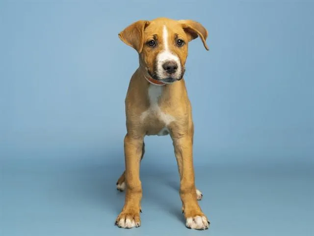 Pierre