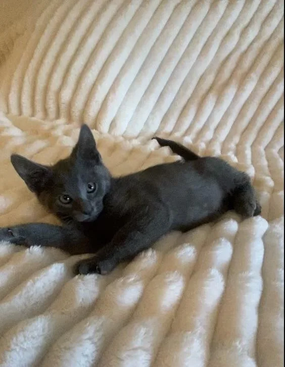 A baby medium-sized male Gray / Blue / Silver Russian Blue cat named Bear for adoption in Palmdale, CA
