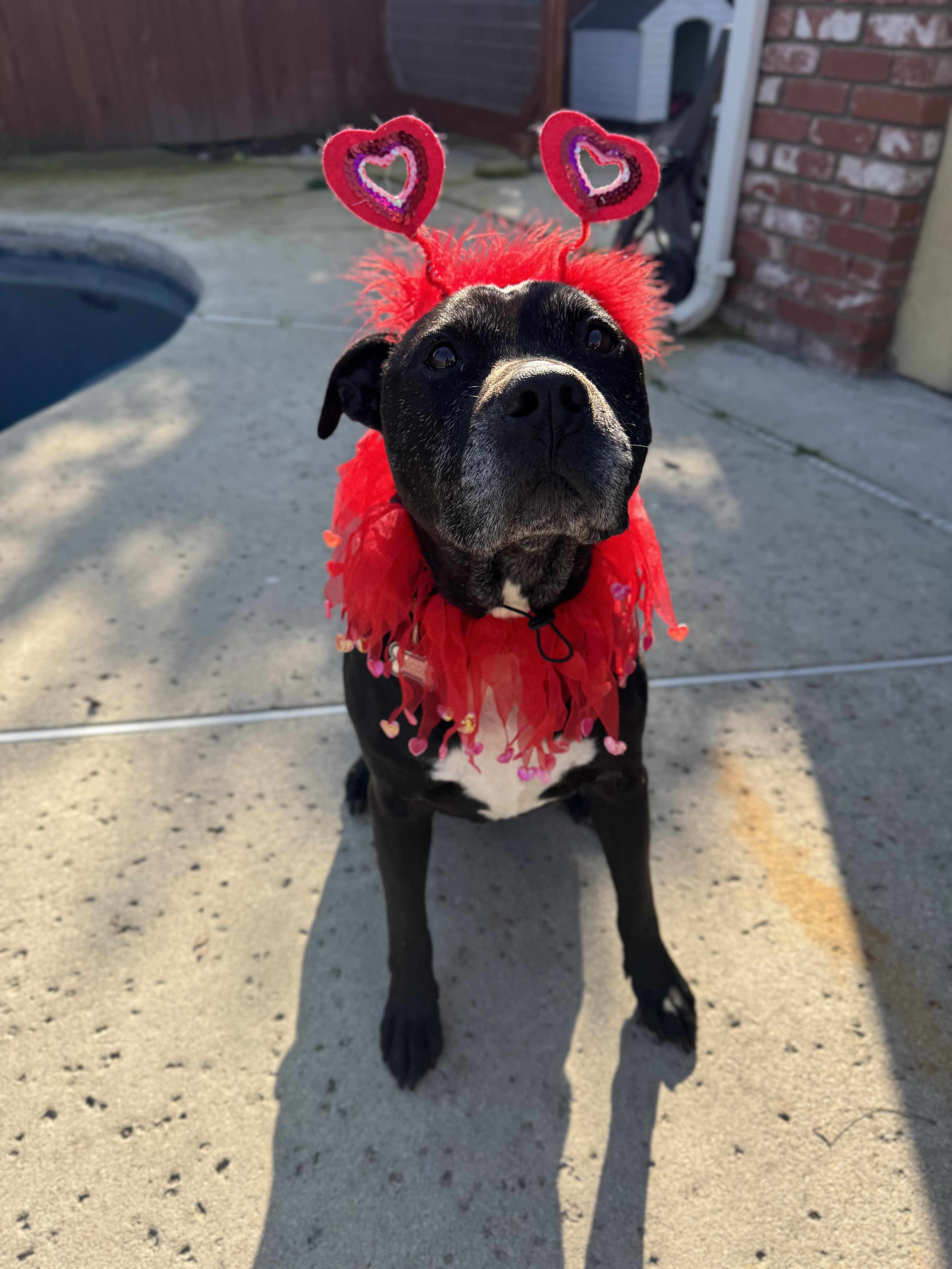 Buddy Boy thumbnail 2