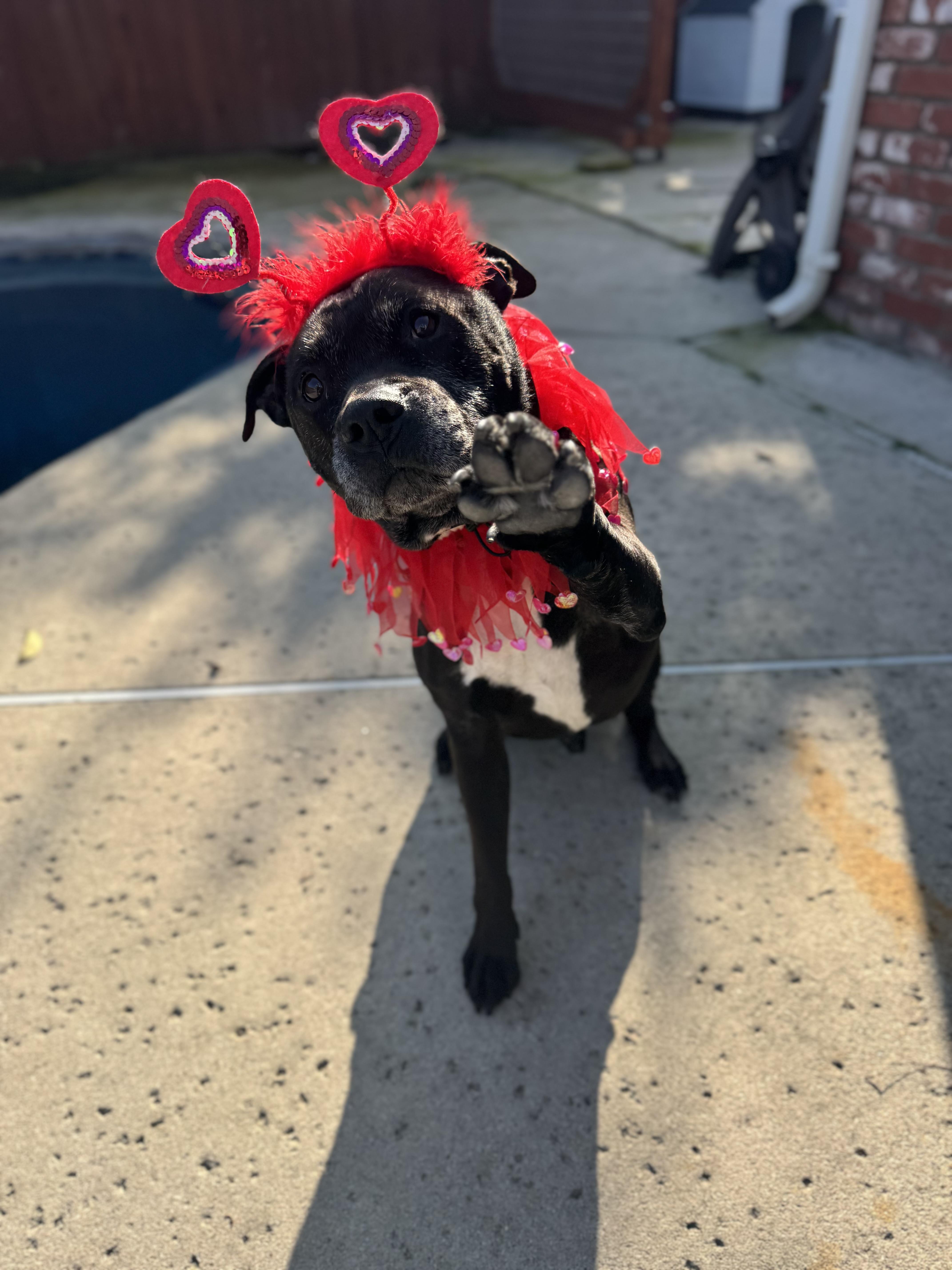 Buddy Boy thumbnail 5