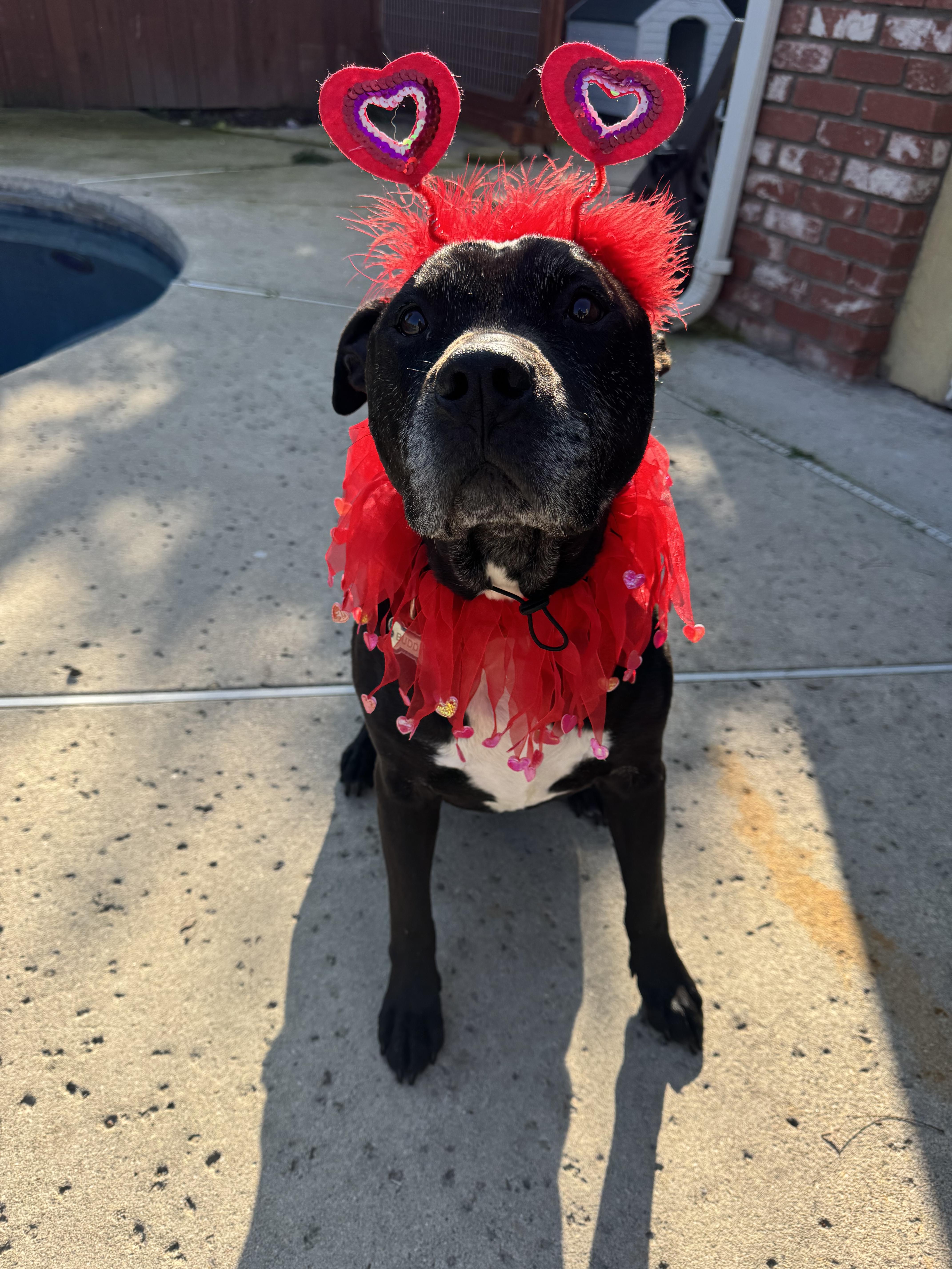 Buddy Boy thumbnail 6