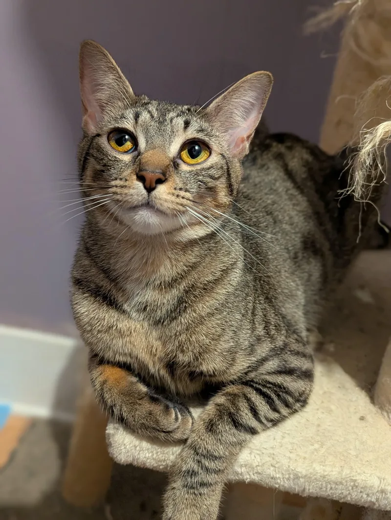 A young medium-sized female Tabby (Buff / Tan / Fawn) Domestic Short Hair cat named Mary for adoption in Morristown, NJ