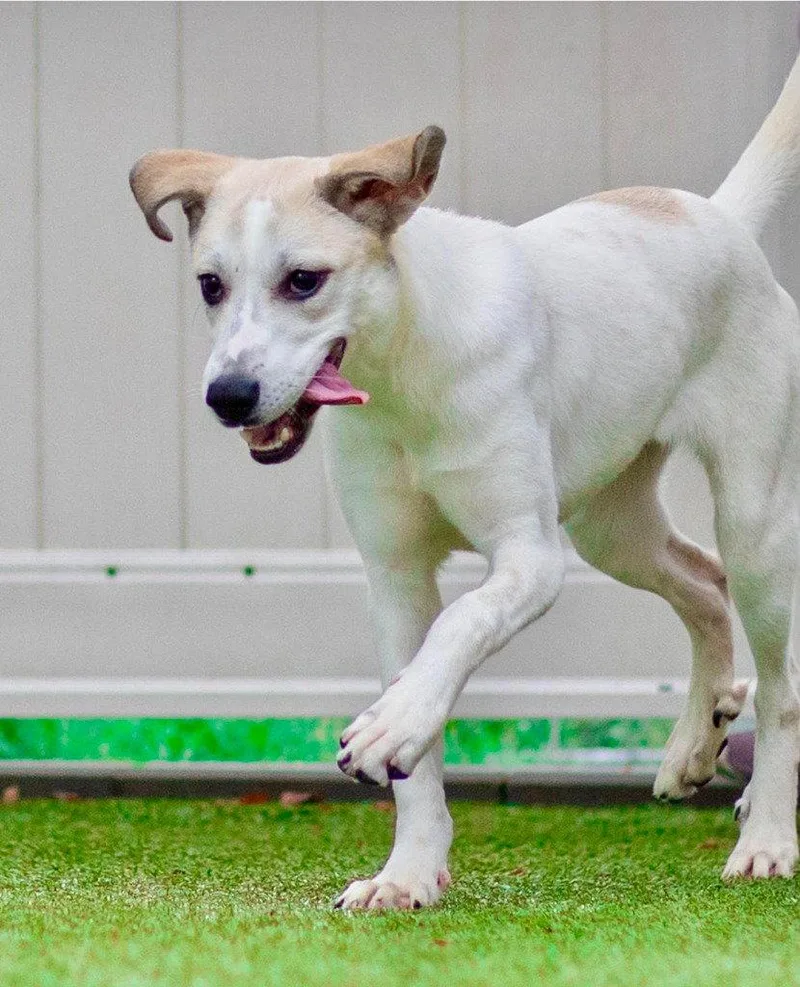 A young medium-sized female Great Pyrenees dog named Pandora for adoption in Bloomfield, CT