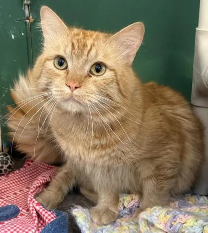 An adult medium-sized male Orange / Red Domestic Medium Hair cat named Vinnie for adoption in Lakeside, AZ