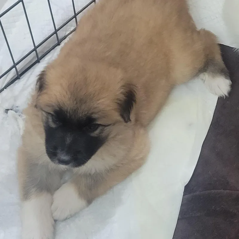 A baby small-sized female Brown / Chocolate Great Pyrenees dog named Nutmeg for adoption in Waco, TX