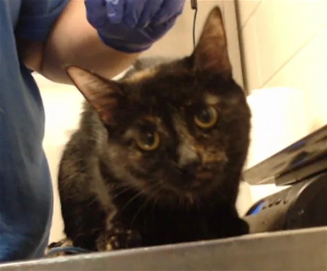 A young medium-sized female Domestic Short Hair cat named Savanah for adoption in Fayetteville, NC