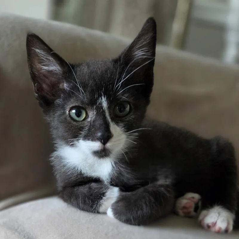 A baby small-sized female Black Domestic Short Hair cat named Jolly for adoption in Voorhees, NJ