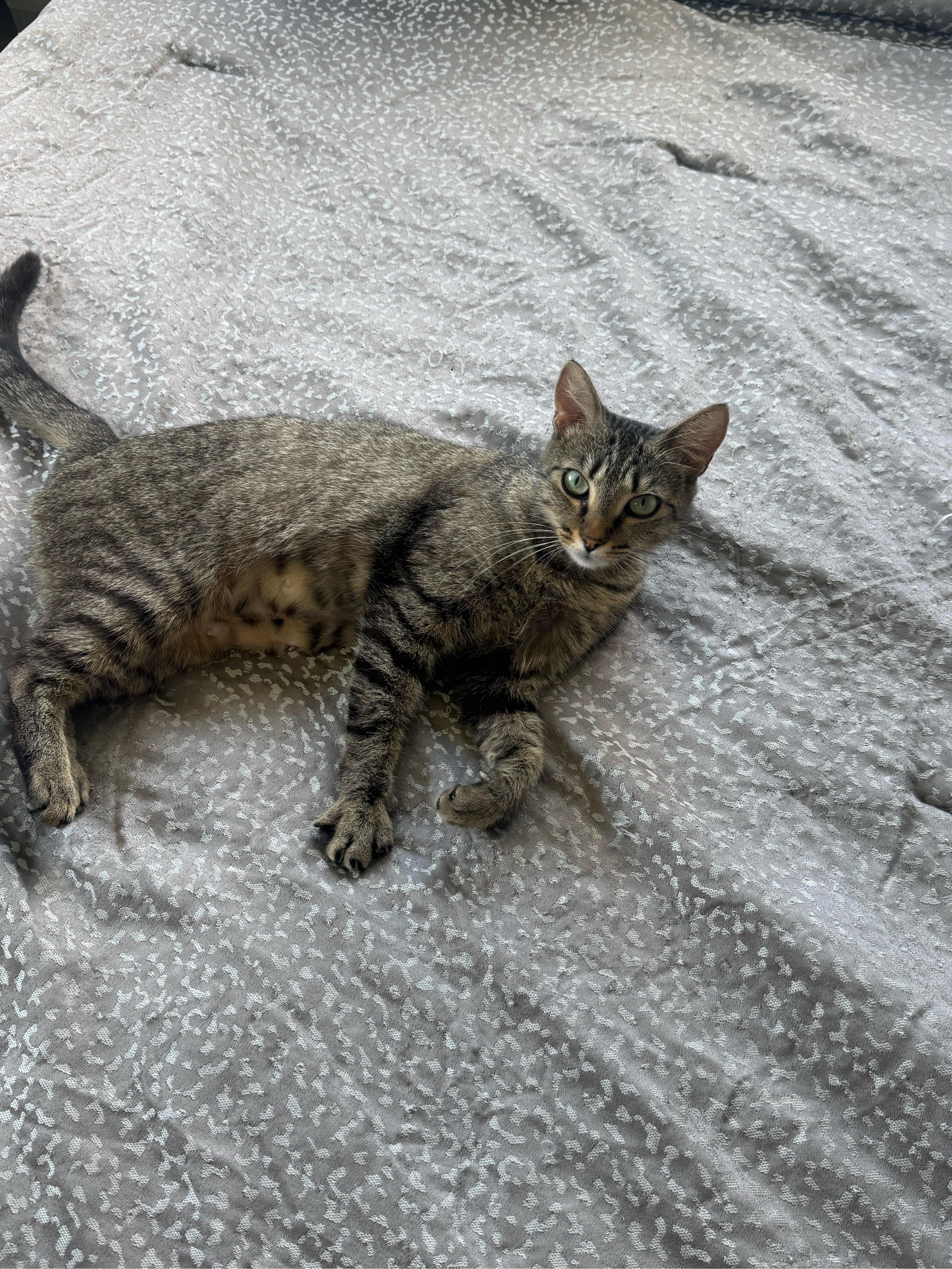 An adult medium-sized female Tabby (Brown / Chocolate) Domestic Short Hair cat named Pearl for adoption in Lauderhill, FL