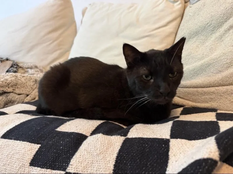 An adult medium-sized male Black Domestic Short Hair cat named Bruce for adoption in Long Beach, NY