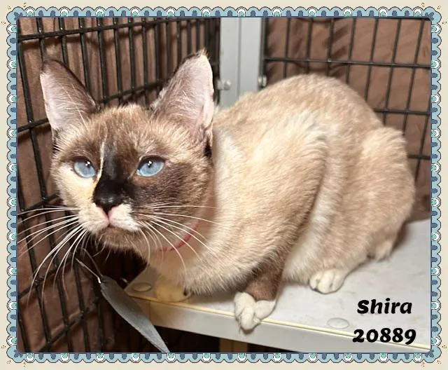 Shira