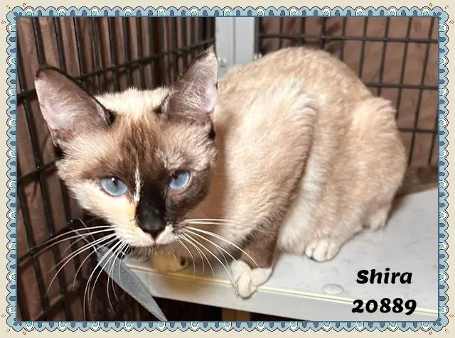 Shira thumbnail 2