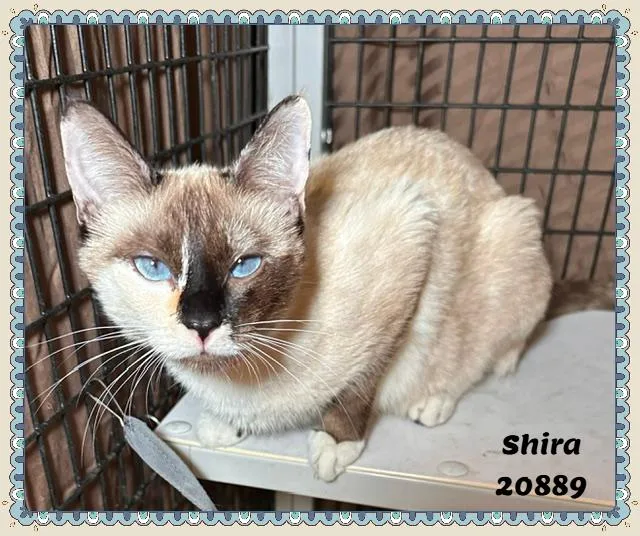 Shira thumbnail 3