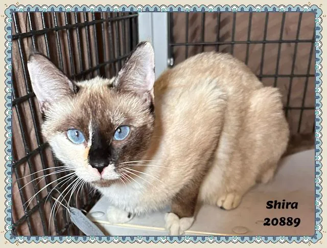 Shira thumbnail 4