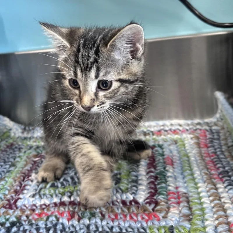 A baby small-sized male Brown / Chocolate Domestic Short Hair cat named Odin for adoption in Mount Vernon, IN