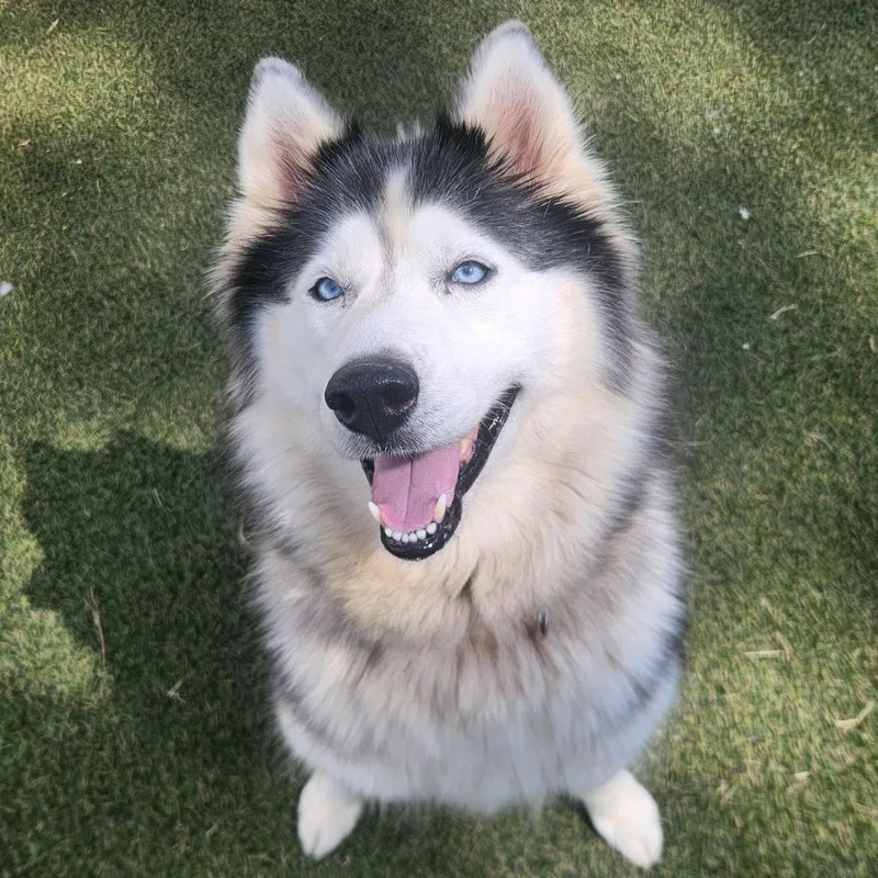 An adult large-sized female Husky dog named Viv for adoption in Mooresville, NC