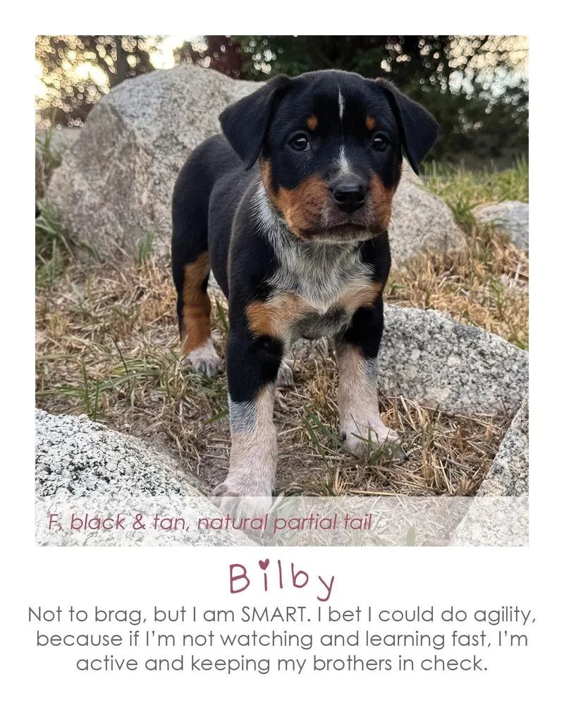 A baby small-sized female Australian Cattle Dog / Blue Heeler dog named Bilby for adoption in Midway, UT