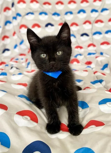 A baby small-sized male Domestic Short Hair cat named Onyx for adoption in Camarillo, CA