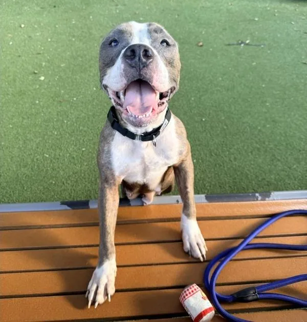 An adult medium-sized female American Staffordshire Terrier dog named Petal for adoption in Austin, TX