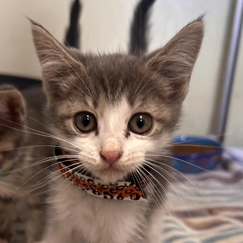 Peaches