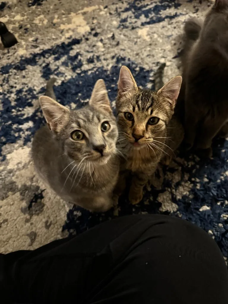 A young medium-sized male Domestic Medium Hair cat named Abbott for adoption in Palmer, AK