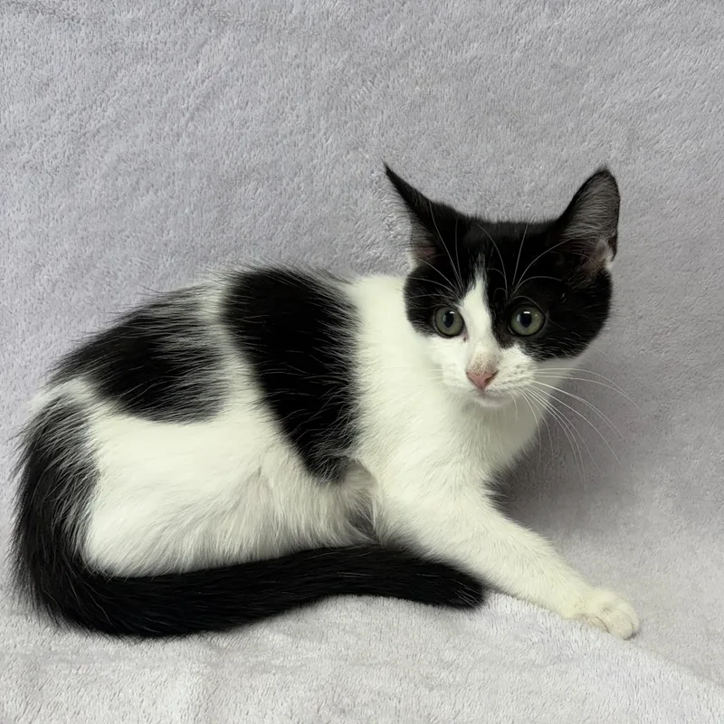 A baby medium-sized female White Domestic Short Hair cat named Coco for adoption in Valdosta, GA