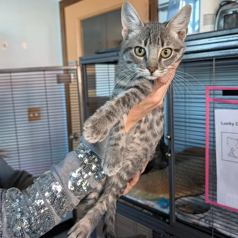 A baby small-sized male Domestic Short Hair cat named Cinnamon Toast Crunch for adoption in Shawnee, KS