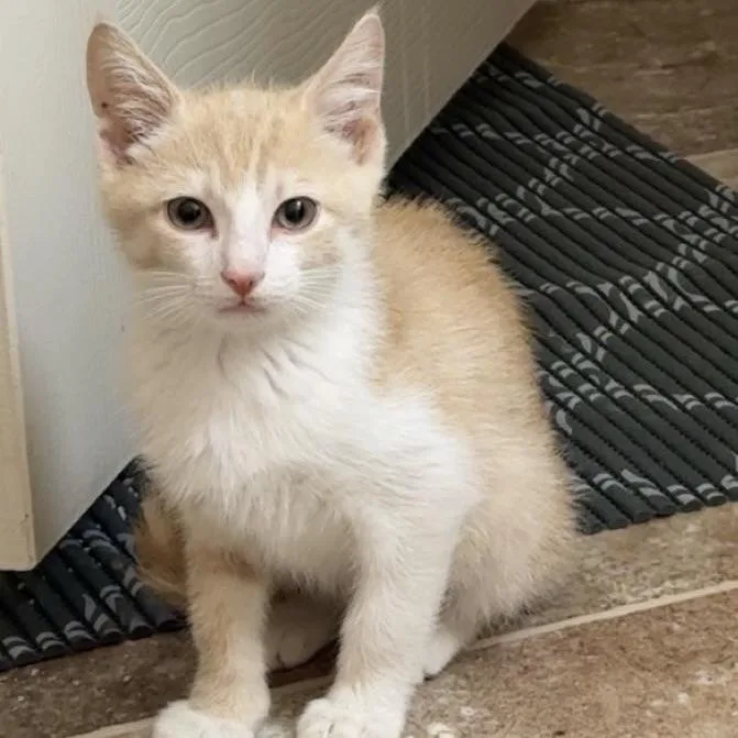A baby small-sized male Tabby (Buff / Tan / Fawn) Domestic Short Hair cat named Topper for adoption in Knoxville, TN