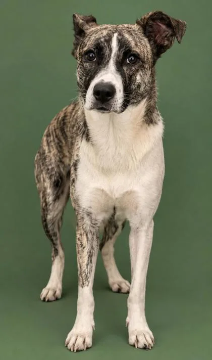 An adult large-sized female Shepherd dog named Maeve for adoption in Cumming, GA