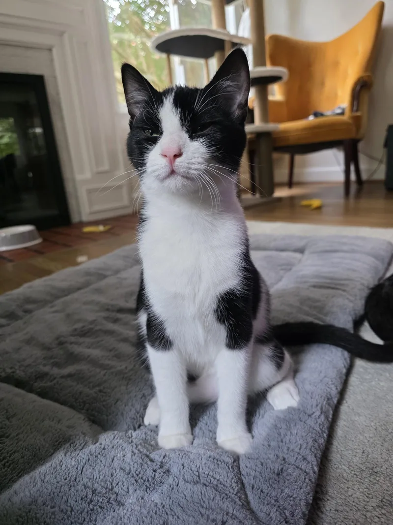 A young medium-sized male Domestic Short Hair cat named Hewey for adoption in Rockville, MD