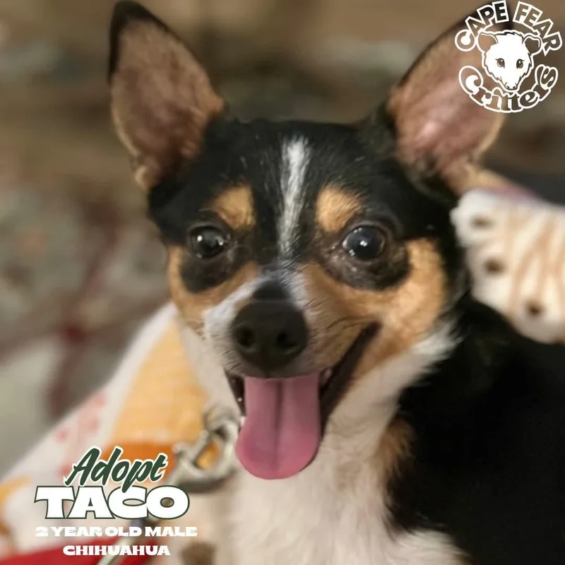 Taco