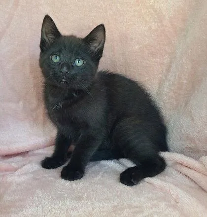 A baby small-sized female Black Domestic Short Hair cat named 7068 (Meeny) for adoption in Lake City, MI