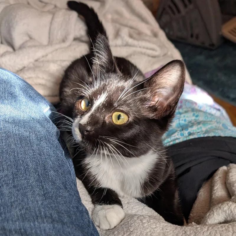 A baby small-sized male Black Domestic Short Hair cat named Boo for adoption in Portland, OR