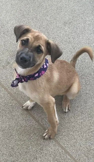 An adult small-sized female Black Mouth Cur dog named Cher for adoption in Mansfield, TX