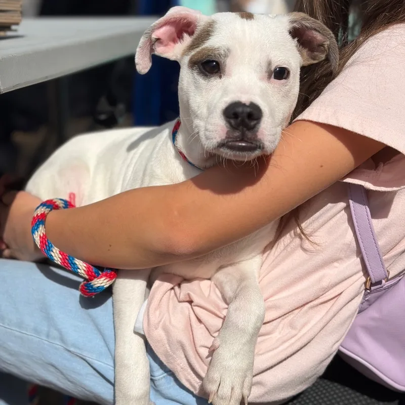 A baby small-sized male Boxer dog named Martin for adoption in Bastrop, TX