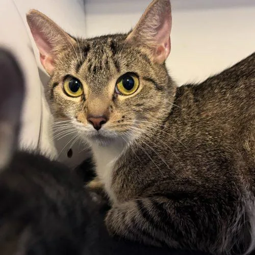 A young medium-sized female Domestic Short Hair cat named Malarkey for adoption in Toms River, NJ
