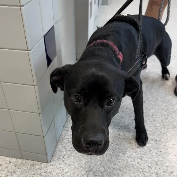 An adult medium-sized male Labrador Retriever dog named Sully for adoption in Des Moines, IA